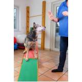 agendamento de fisioterapia para cães e gatos Realengo