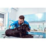 aplicação de vacina antirrábica para cães Afonsos