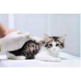 aplicação de vacina antirrábica para gato Deodoro