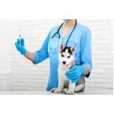 aplicação de vacina contra raiva em cachorro Guaratiba