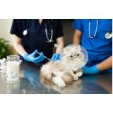 aplicação de vacina de raiva gato Bangu