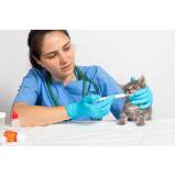 aplicação de vacina para gato v4 Barra da Tijuca