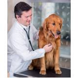 cardiologista de cães e gatos Deodoro