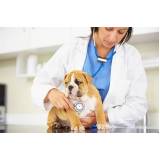 Cardiologista de Cães e Gatos