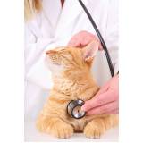 Cardiologista para Animais