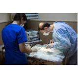 cirurgia de castração para gatos marcar Bangu