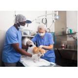 cirurgia ortopédica para animais Vila Valqueire