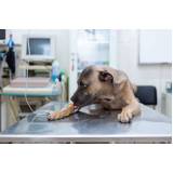 clínica especializada em tratamento veterinário com células tronco para cães Deodoro