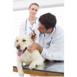 consulta de dermatologista para animais Freguesia