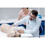 consulta de oftalmologia para animais clínica Vila Valqueire