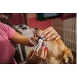 consulta de oncologia para animais clínica Deodoro