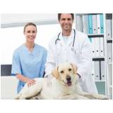consulta geriatria para animais clínica Grumari