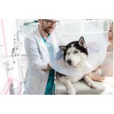 consulta ortopédica para animais Gericinó