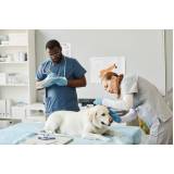consulta veterinária cachorro agendar Bangu