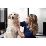consulta veterinária cachorro Camorim