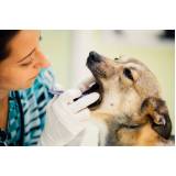 Consulta de Endocrinologista para Animais