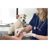 Consulta Ortopédica para Animais