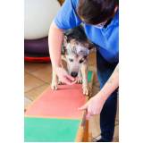 fisioterapia para cachorro de médio porte Vila Militar