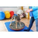 fisioterapia para cães agendar Vila Valqueire