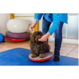 fisioterapia para gatos Camorim