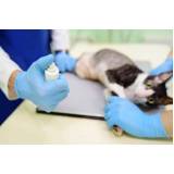onde agendar exame de sangue para gato Bangu