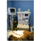 onde encontrar cardiologista para cães e gatos Camorim