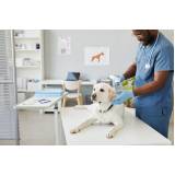 onde marcar consulta veterinária cachorro Bangu