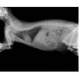 onde marcar ortopedista para gatos Vila Valqueire