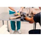 onde tem tratamento veterinário com células tronco para cães Gericinó