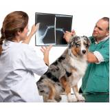 ortopedia para cachorro de grande porte onde encontrar Vila Valqueire