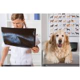 ortopedia para cachorro de grande porte Gericinó