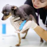 ortopedia para cachorro Vila Valqueire