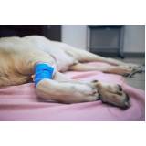 tratamento com células tronco para doença de cachorro clínica Grumari
