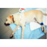 tratamento com células tronco para doença de cachorro Vila Militar