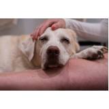Tratamento de Doenças de Cães com Células Troncos