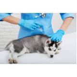 vacina antirrábica animal agendar Bangu