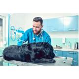 vacina antirrábica para cães agendar Mallet, Paciência