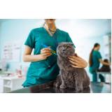 vacina antirrábica para gato Bangu