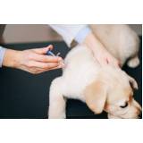 vacina contra raiva em cachorro marcar Vila Militar