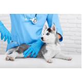 vacina contra raiva em cachorro Bangu