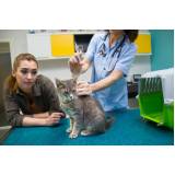 vacina de raiva gato marcar Freguesia