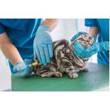 vacina de raiva gato Camorim