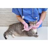 vacina para gato v4 Bangu