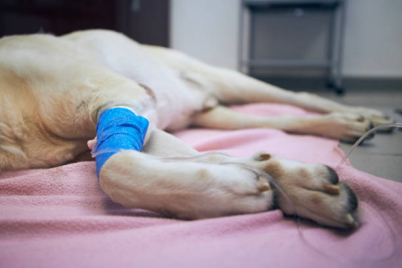 Tratamento com Células Tronco para Doença de Cachorro Clínica Campo Grande - Tratamento Veterinário com Células Tronco