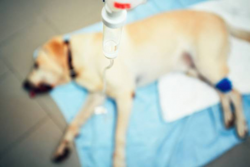 Tratamento com Células Tronco para Doença de Cachorro Deodoro - Tratamento Veterinário com Células Tronco Rio de Janeiro