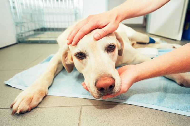 Tratamento de Displasia Coxofemoral com Células Tronco Praça Seca - Tratamento de Doenças de Cães com Células Troncos