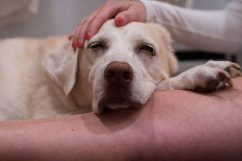 Tratamento de Doenças de Cães com Células Troncos Clínica Itanhangá - Tratamento para Sequelas da Cinomose com Células Tronco