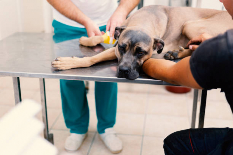 Tratamento de Doenças de Cães com Células Troncos Freguesia - Tratamento com Células Tronco para Doença de Cachorro