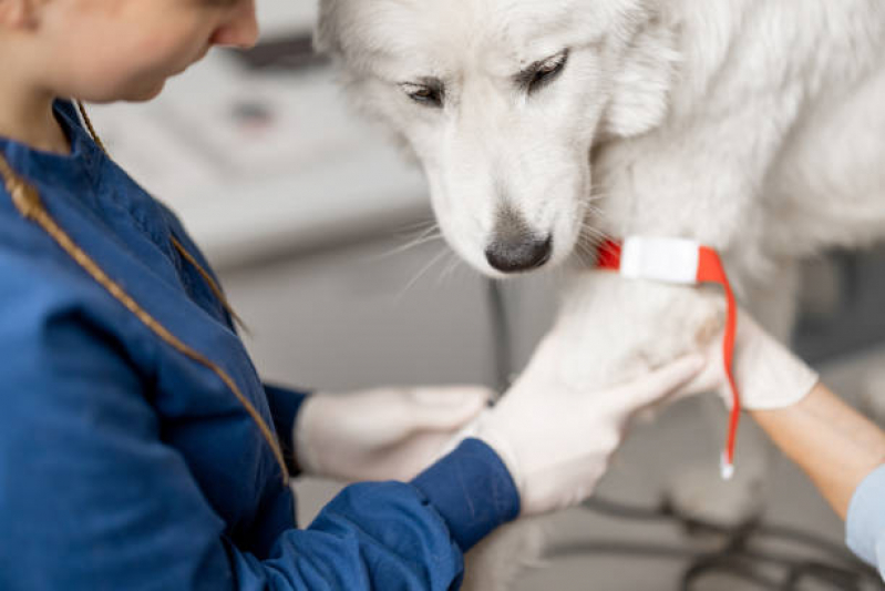 Tratamento Veterinário com Células Tronco Clínica Mallet, Paciência - Tratamento Veterinário com Células Tronco para Cachorros
