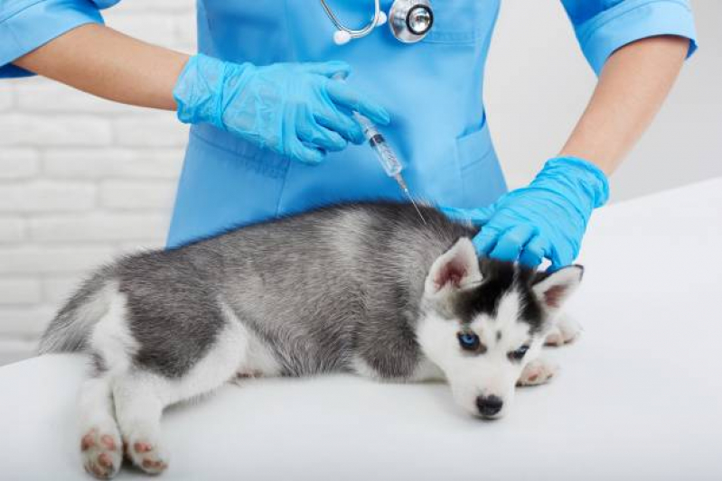 Vacina Antirrábica Animal Agendar Deodoro - Vacina de Raiva para Gatos